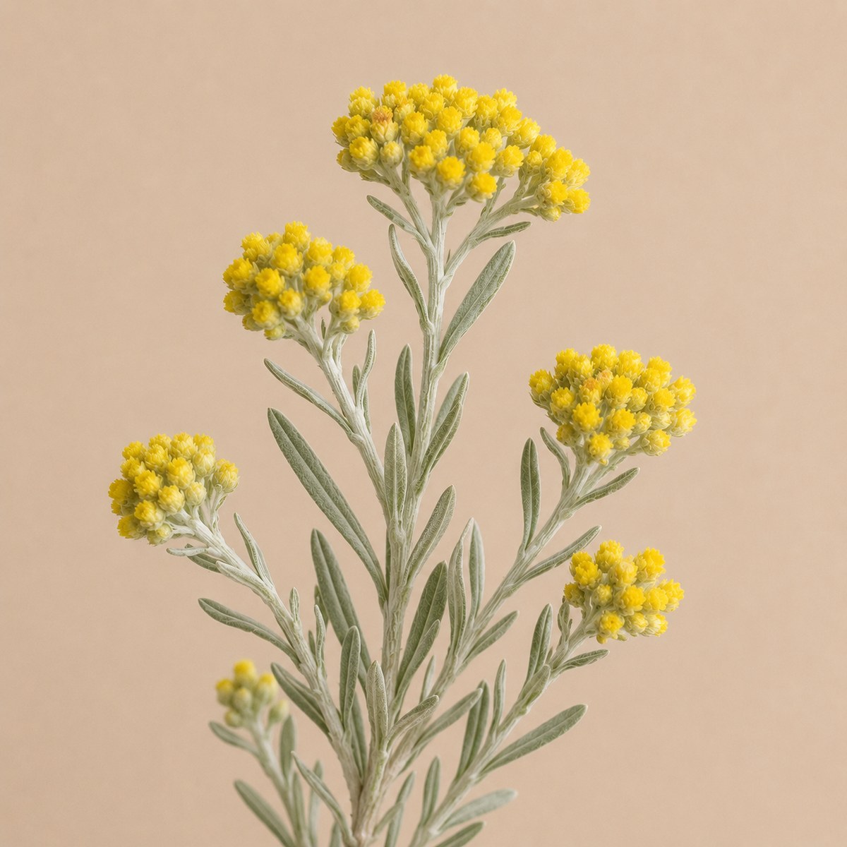 Helichrysum stoechas