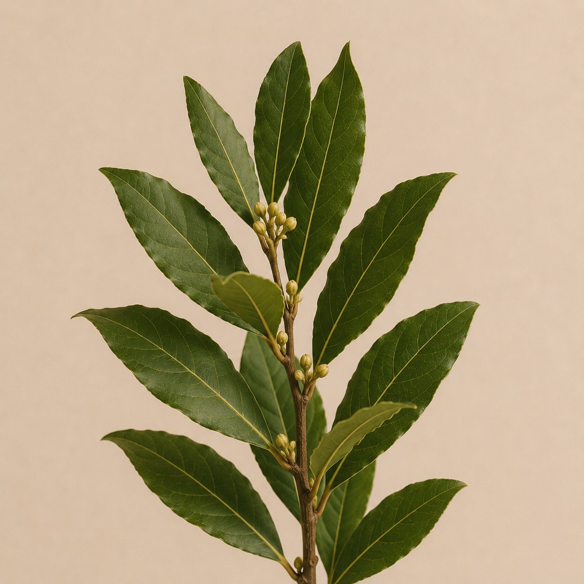 Laurus nobilis