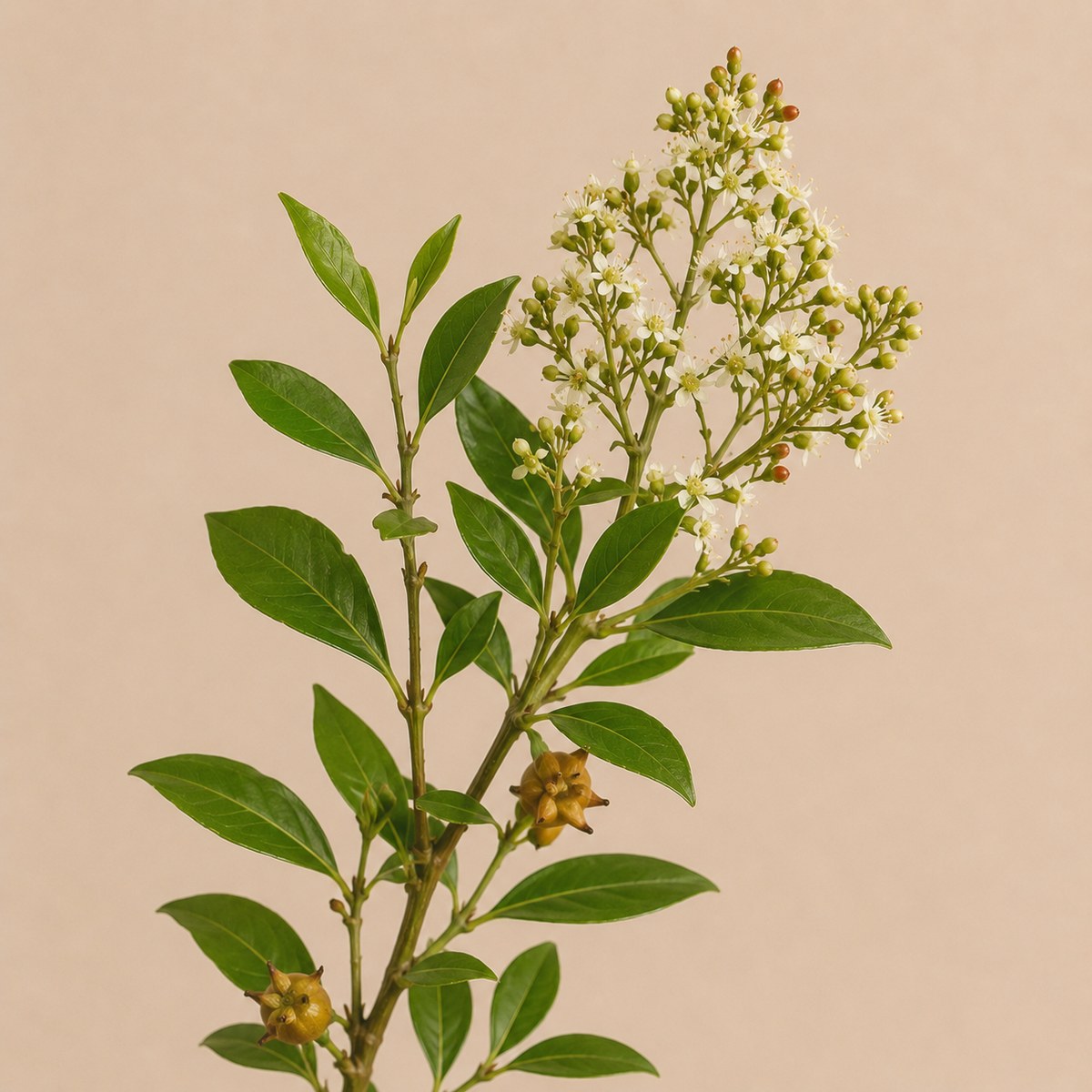 Lawsonia inermis