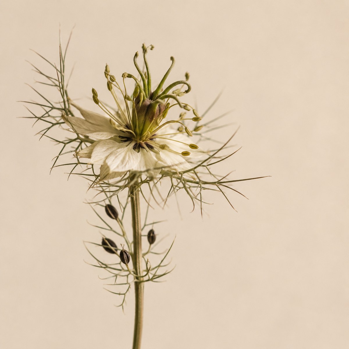 Nigella sativa