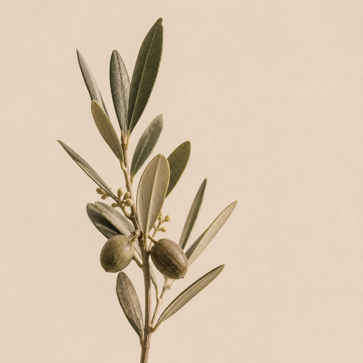 Olea europaea