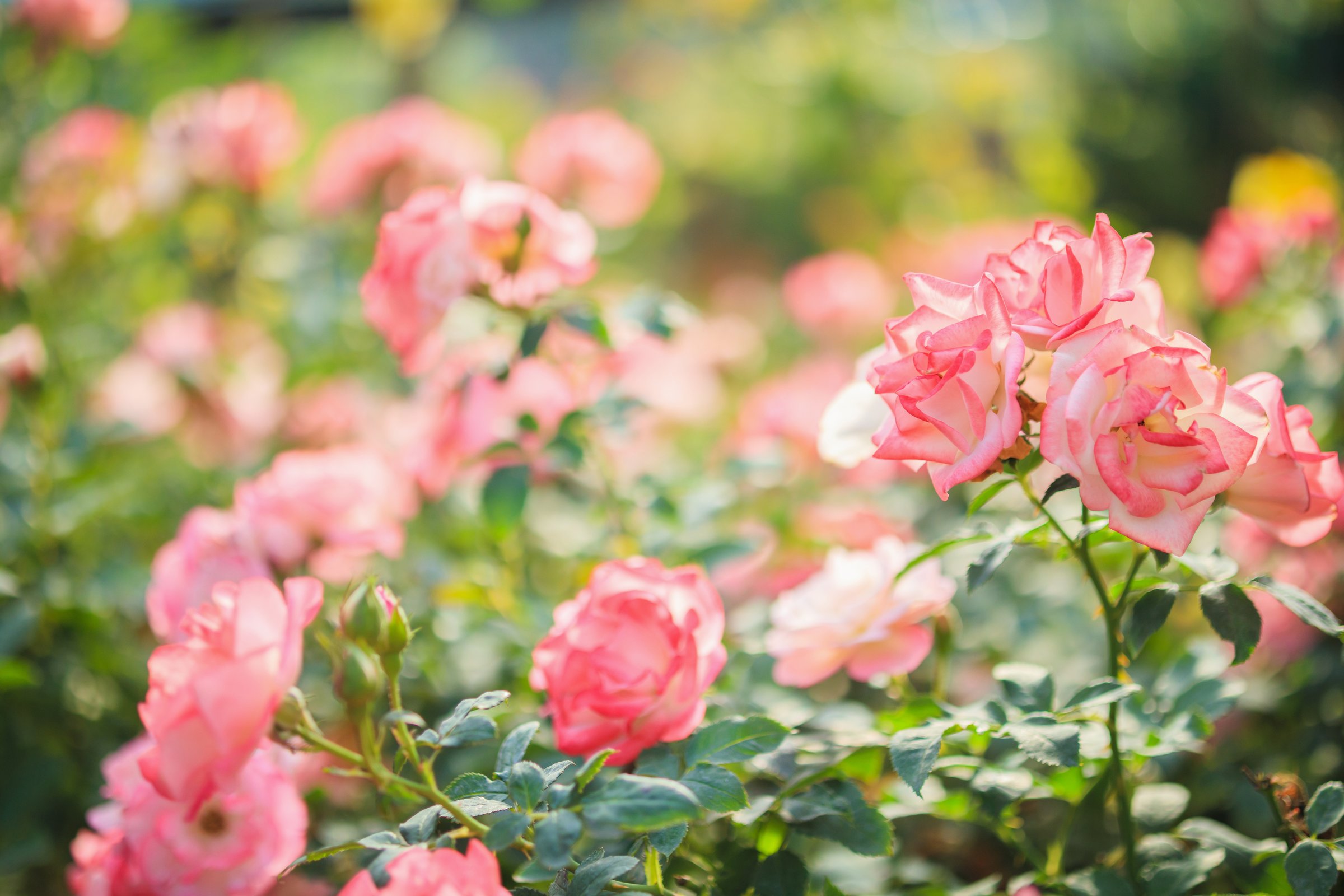 The Damask rose, between Dioscorides and the Eğirdir lake