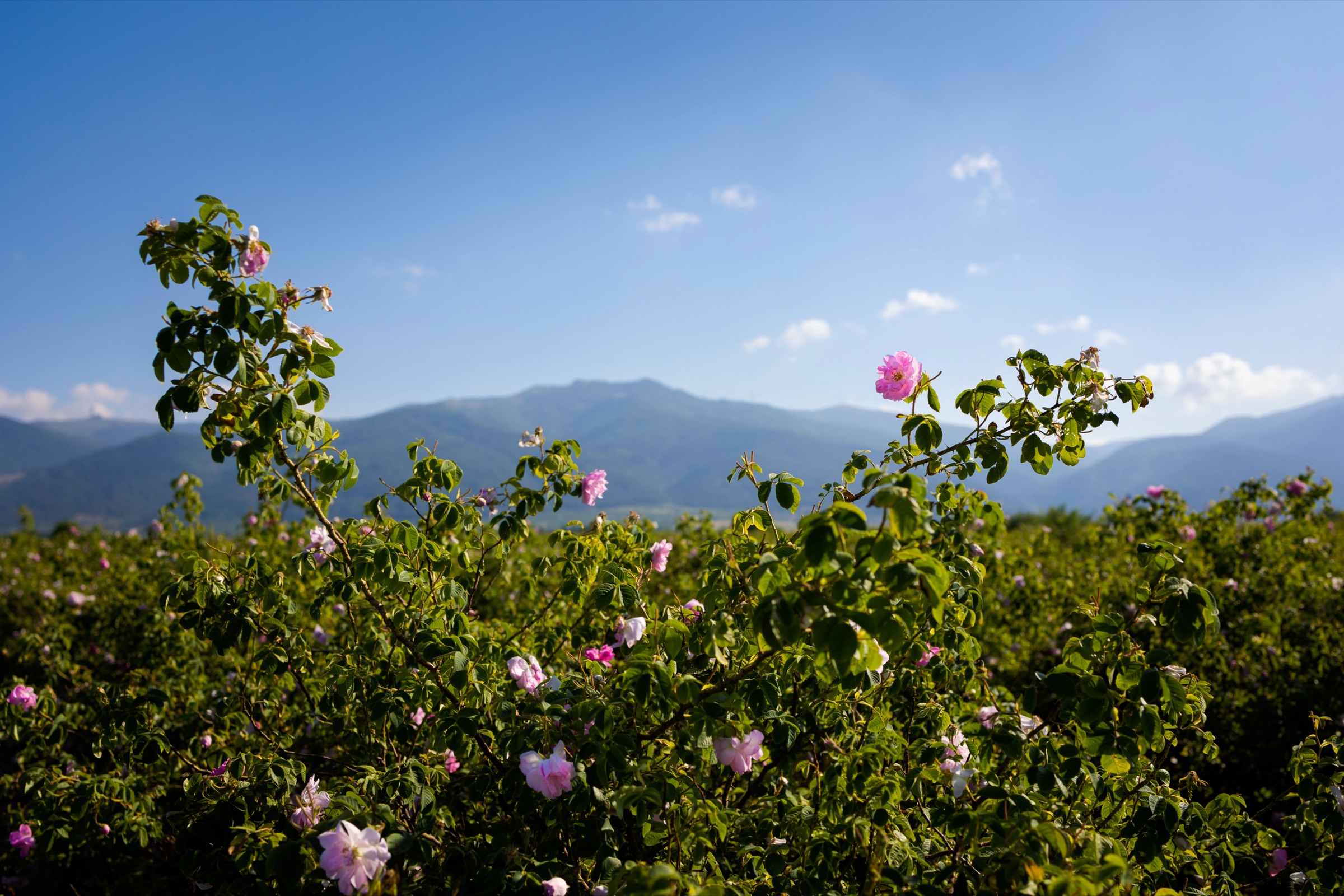 The Damask rose, between Dioscorides and the Eğirdir lake